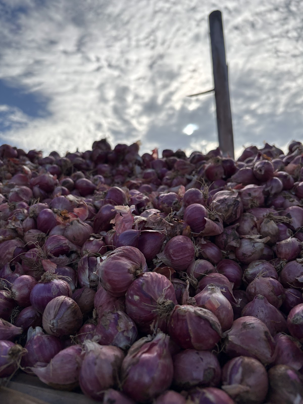 CM Agro India Harvest & Selection 3