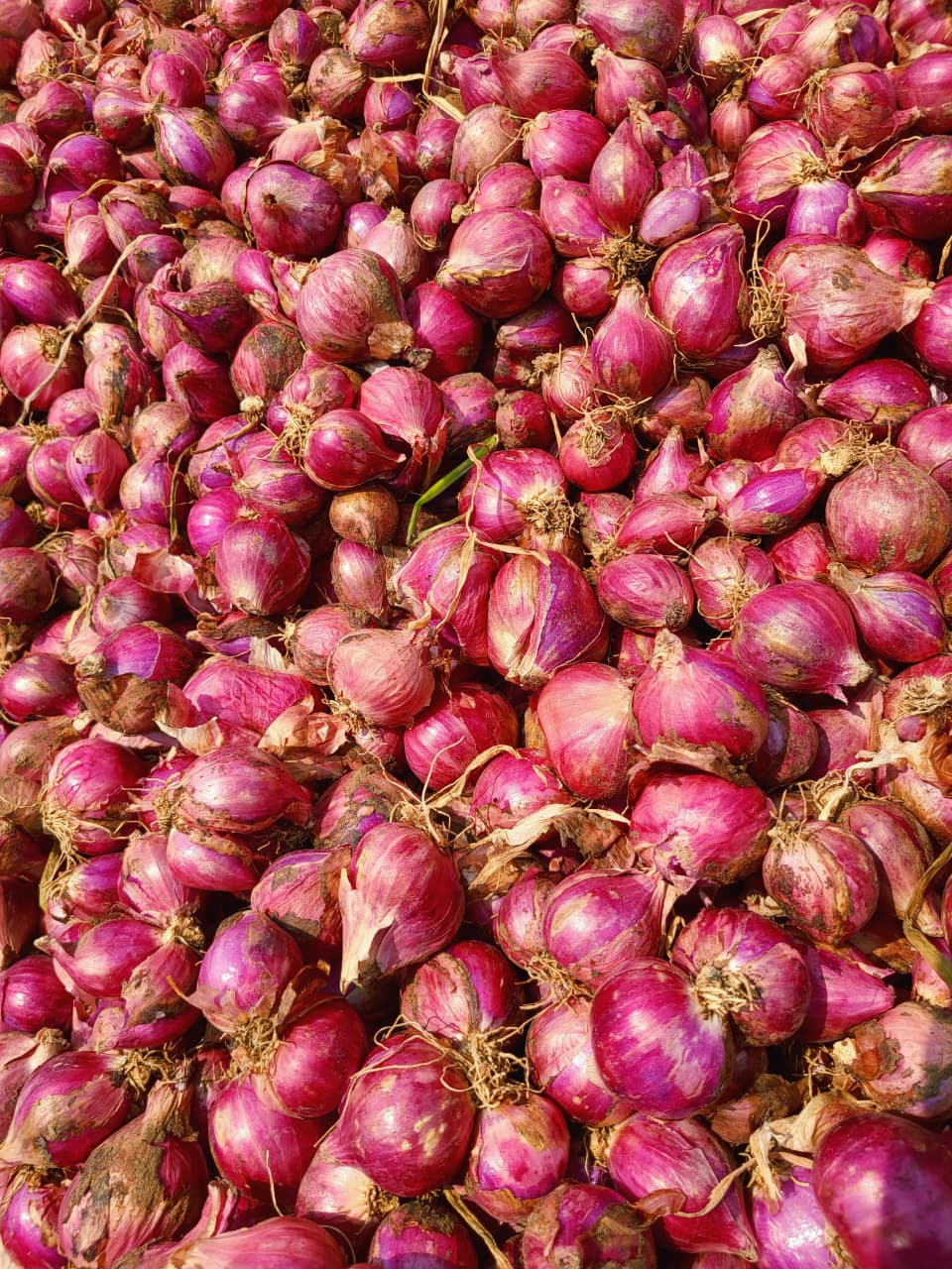 CM Agro India Harvest & Selection 7
