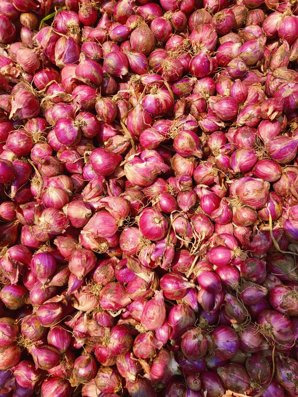 CM Agro India Harvest & Selection 8